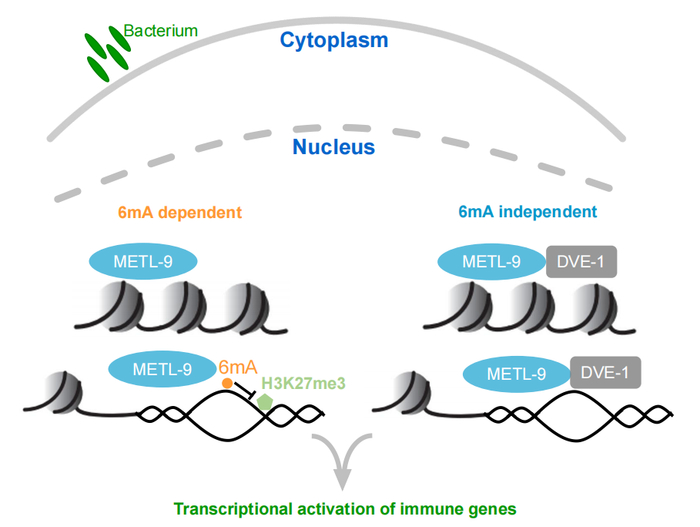 图1 6mA及METL-9参与线虫天然免疫反应调控的机制示意图