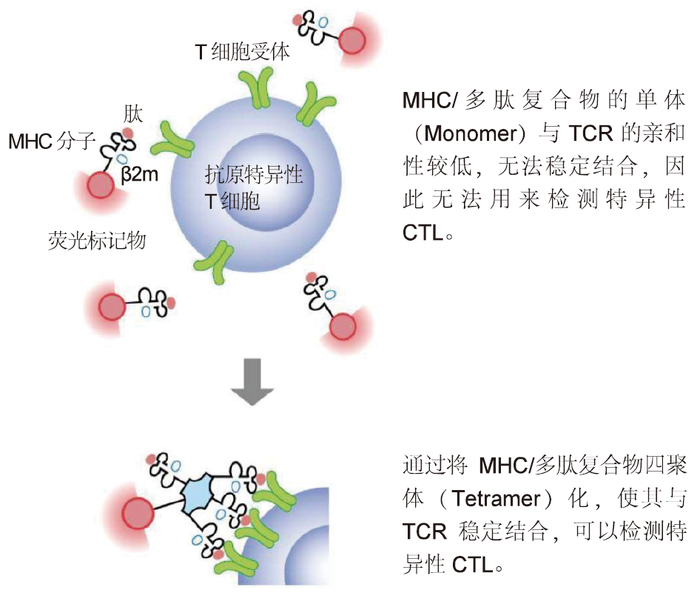 MHC四聚体作用原理示意图
