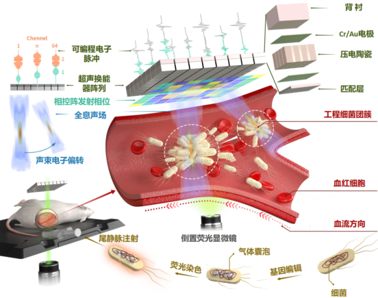 图2：相控阵全息声镊系统在体操控细胞示意图