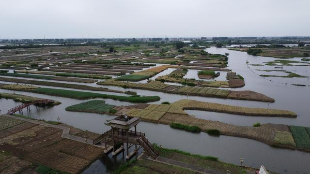 高家荡村，烟雨中的水上农田。新京报记者 周怀宗 摄