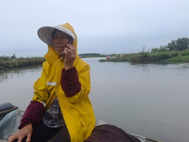 细雨中的垛田上，顾春恩驾着小船穿行正在河道中。新京报记者 周怀宗 摄