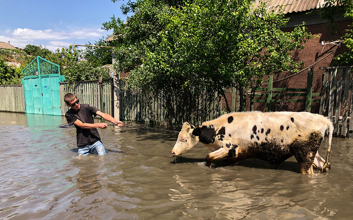 当地时间2023年6月6日，赫尔松地区，一名男子牵着牛撤离。