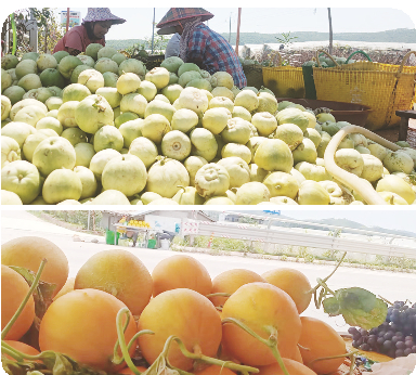 甜瓜、香瓜清香甘甜（长塘镇供图）