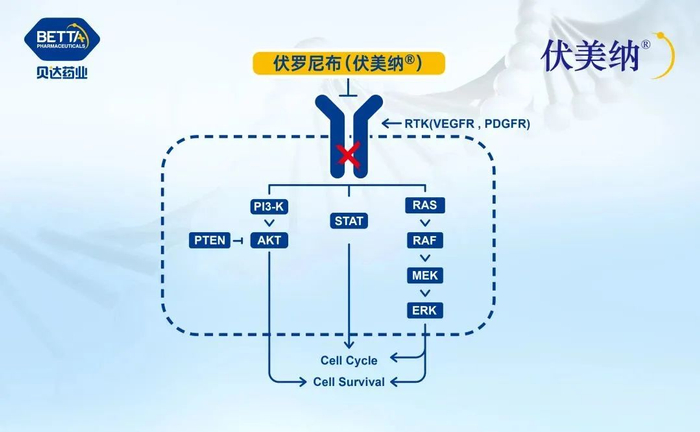 △伏罗尼布作用机理图