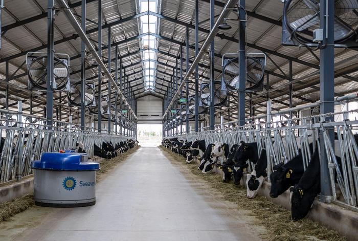 自动化养牛场牛棚图片