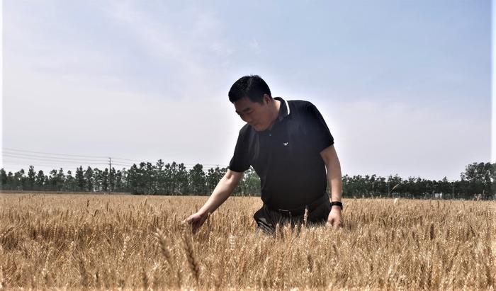 兴邦农业谭总在地里查看小麦长势