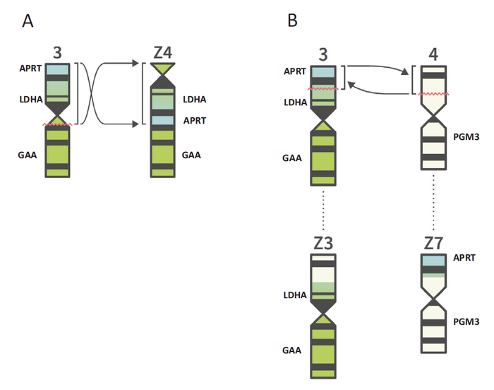 FIGURE 1 Generation of three Z-chromosomes by rearrangements.