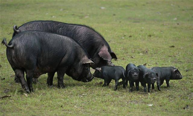 内江黑猪（王斌 摄）