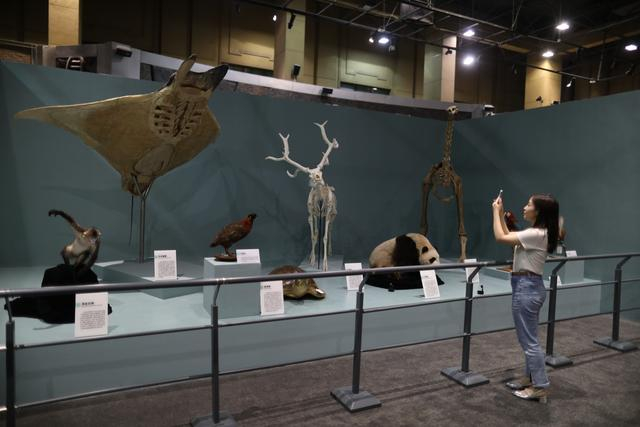 6月5日，国家自然博物馆，展出的馆藏珍品级标本。新京报记者 浦峰 摄