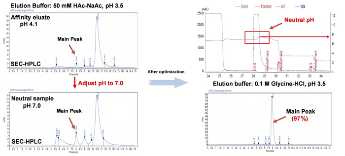图4 酸性融合蛋白的亲和优化