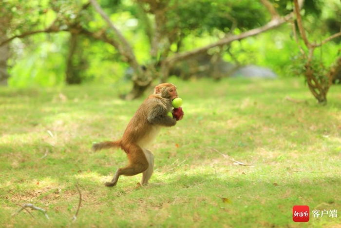 　　南湾猴岛生态旅游区内可爱的猴子。南湾猴岛生态旅游区供图