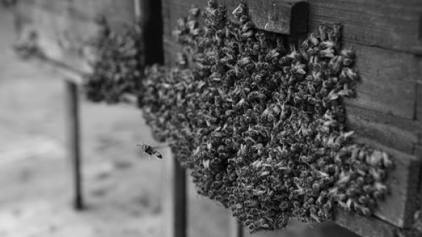 大量的西方蜜蜂聚集在巢门口形成“蜂毯”抵御凹纹胡蜂。董诗浩/摄