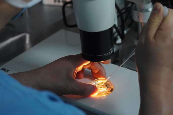 ▲2022年5月11日，兰州大学第一医院生殖医学中心，胚胎培养室。图为胚胎培养室研究人员正在做“精卵结合”实验 资料图片