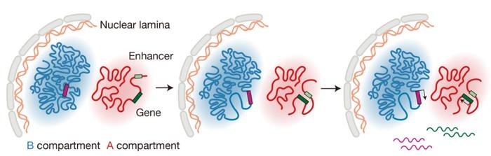 图4 转录激活前发生的染色质结构重构的示意图。