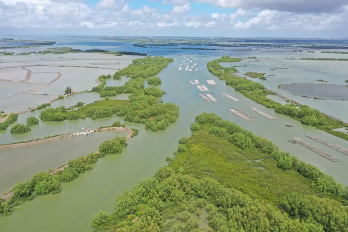 经开区民安镇西山村红树林。郭龙碧摄