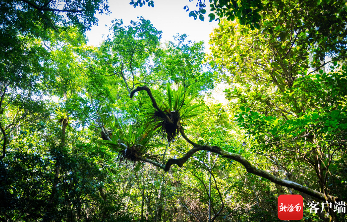 资料图：海南热带雨林国家公园内各类树木和植物。记者 刘洋 摄