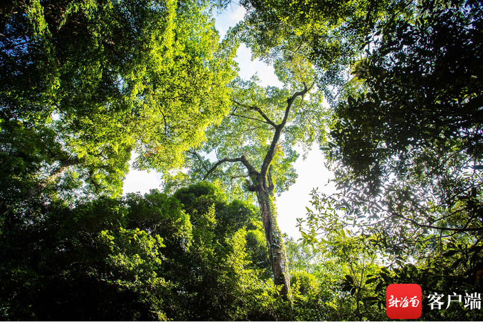 资料图：海南热带雨林国家公园内各类树木和植物。记者 刘洋 摄