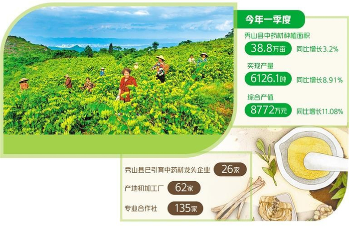     重庆秀山县平阳盖万亩山银花基地。（资料图片）