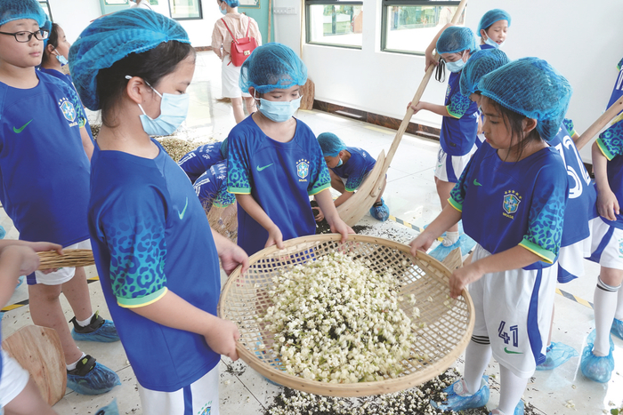     滨湖路小学的同学们体验世界级“非遗”项目茉莉花茶窨制工艺过程 （学校供图）