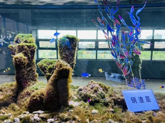 湛江钢铁水控中心，鱼儿在有钢渣层的鱼缸里生活。中青报·中青网记者 林洁/摄