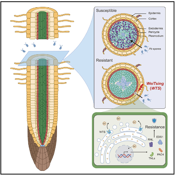 文章模式图（图源自Cell ）
