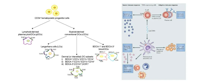 图2 人树突状细胞和TOLL-Like Receptors分布（左）【1】