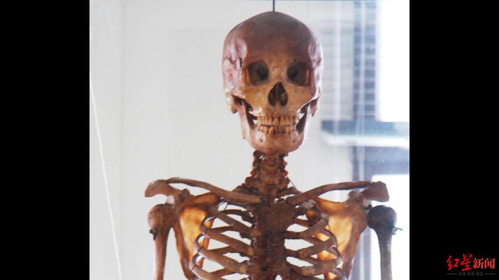 ↑人体骨骼模型
