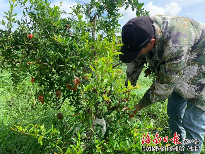 　　6月13日，在东方市三家镇红草村的软籽石榴基地，村民赵仁确正在修剪石榴树树枝。海南日报记者张文君 摄
