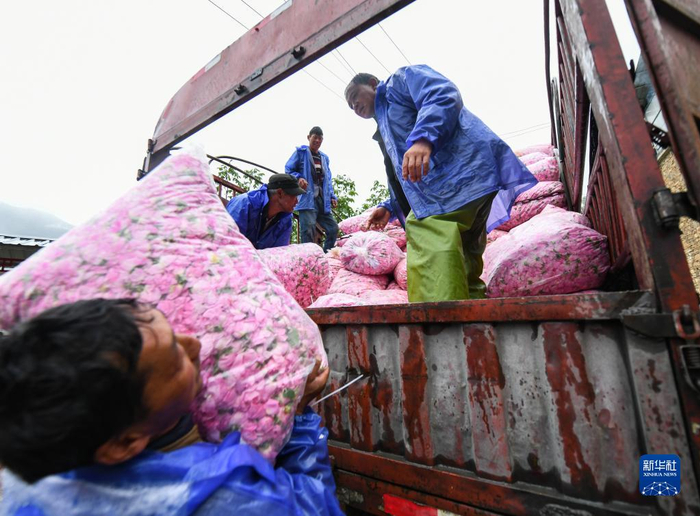 　　6月14日，在四川省阿坝州小金县新桥乡共和村，当地种植户将售出的玫瑰鲜花装车。新华社记者 王曦 摄