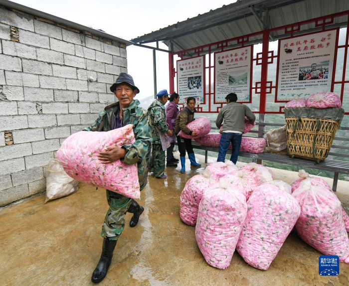 　　6月14日，在四川省阿坝州小金县新桥乡共和村，当地种植户将采摘的玫瑰鲜花打包准备售卖。新华社记者 王曦 摄