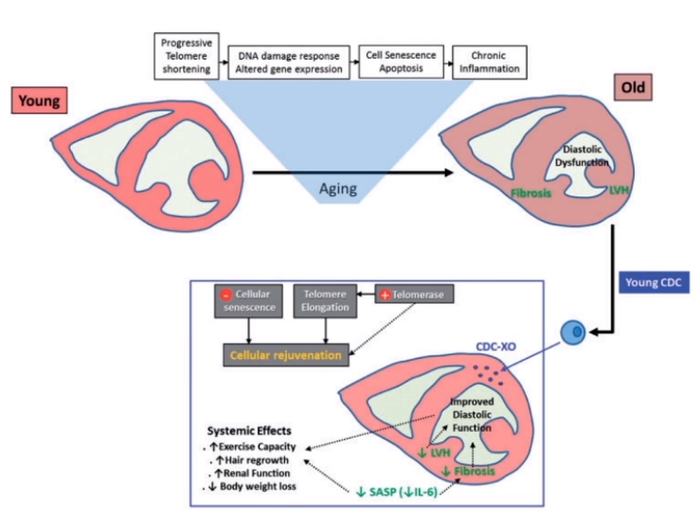 图6 外泌体在心血管疾病中的应用