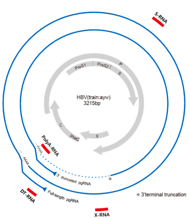 图1：用于HBV RNA定量检测的双靶标和单靶标检测的扩增子位置