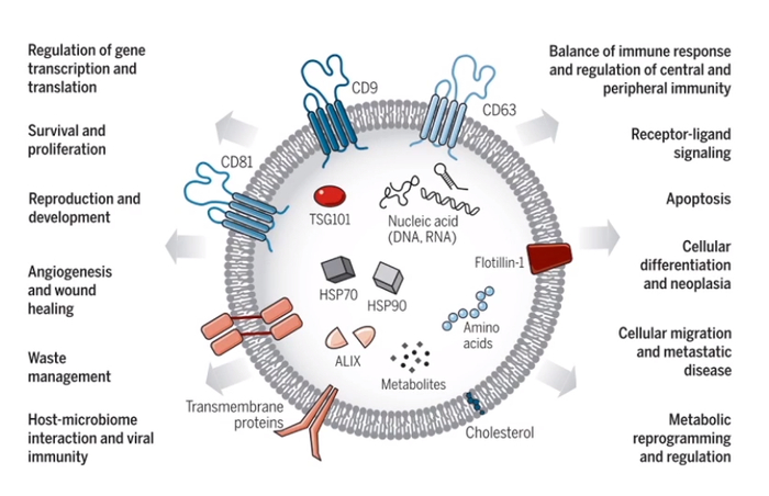 图2 外泌体的功能