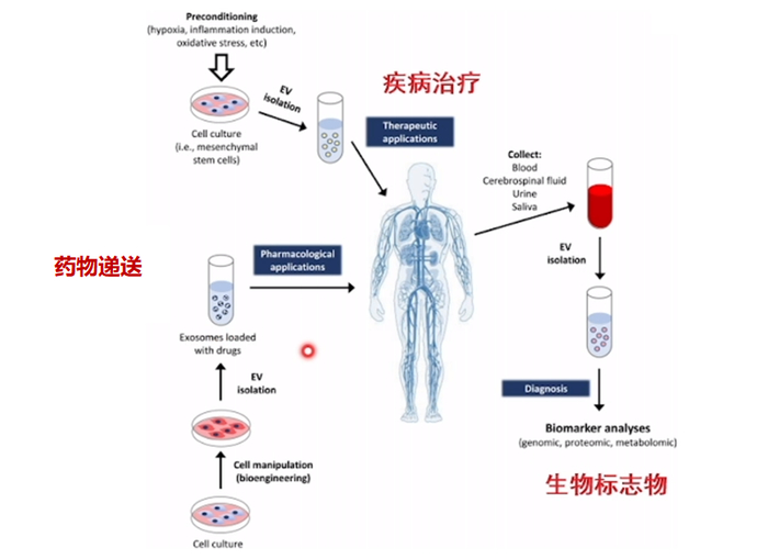 图4 外泌体应用领域