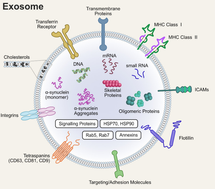 图1 外泌体的组成