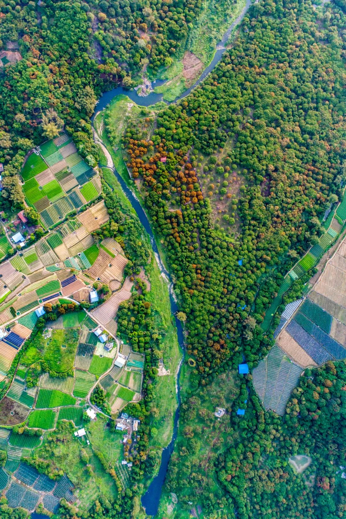 茂名高州根子镇荔枝丰收。