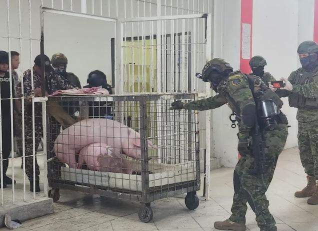 厄瓜多爾軍方突擊檢查一監獄 帶走兩頭豬和12只斗雞