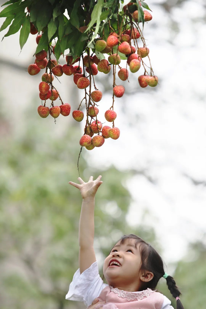 许多广东人家的后院里，都有几棵荔枝树。