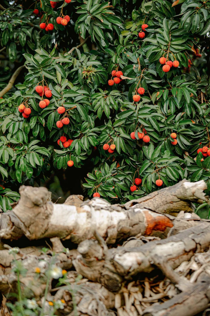 桂香四溢的桂味是茂名荔枝的重要品种。