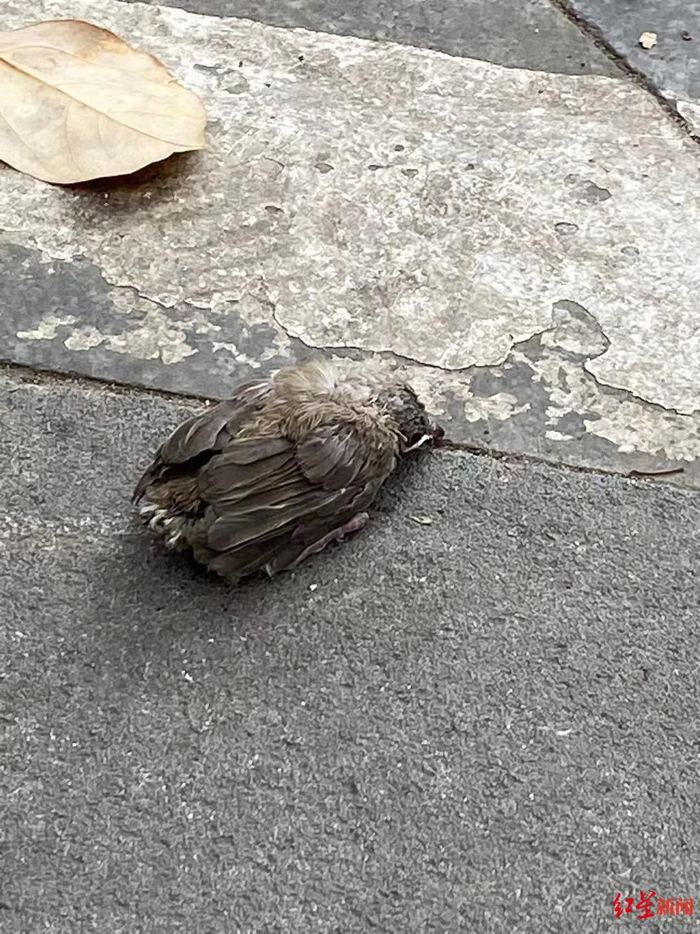 ▲张女士捡到的幼鸟