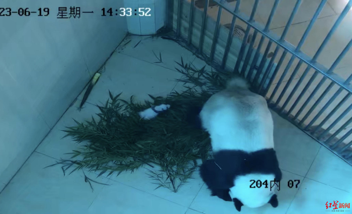 ▲新生幼崽和妈妈