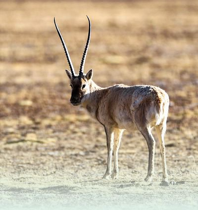 西藏羌塘国家级自然保护区的藏羚羊.新华社记者 姜 帆摄