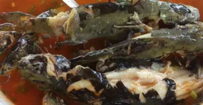 角角鱼 图源：微视江口