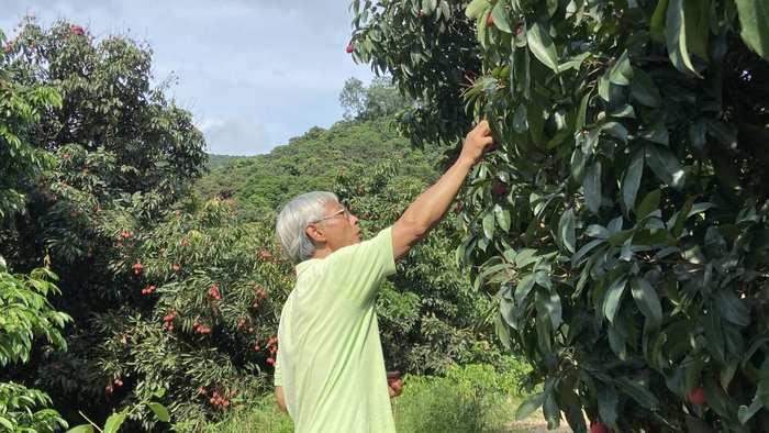 今年，东莞荔枝集中上市期为6月中下旬至7月上旬。程浩 摄