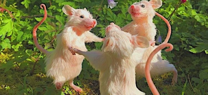 本小鼠科研绘图素材包可提供各种姿势、体态的小鼠，有通用版、3D版小鼠，还有论文插图常见的，小鼠打针图和脏器图。