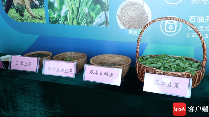 　　小小的瓜尔豆浑身都是宝。记者 郑光平 摄