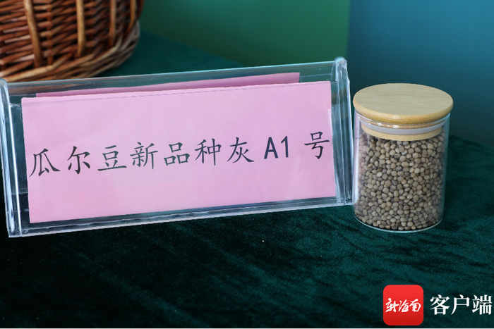 　　瓜尔豆种子。记者 郑光平 摄