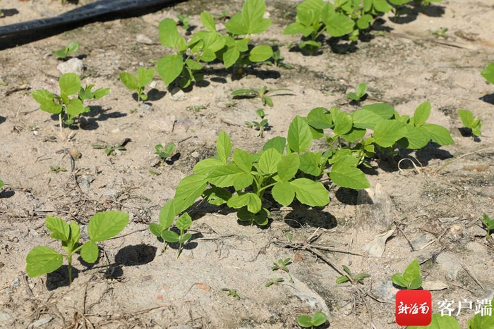 　　瓜尔豆菜约半个月即可收成，一年下来可收近20茬。记者 郑光平 摄