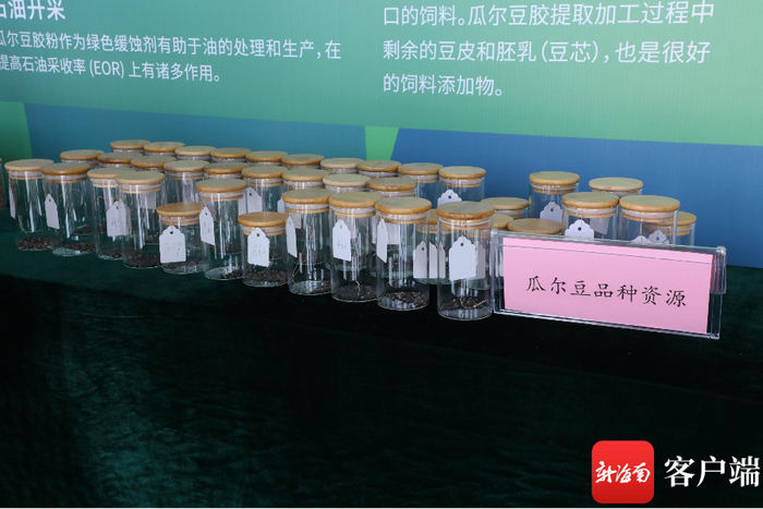 　　黄明安选育出蔬菜专用型、菜茶豆综合利用型等不同类型的品种。记者 郑光平 摄