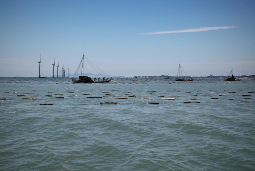 南日岛的海带不打药，不喂饵料，靠吸收海里的养分自然生长，加上自带健康属性，这两年成为抢手货。